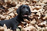 LABRADOR 718